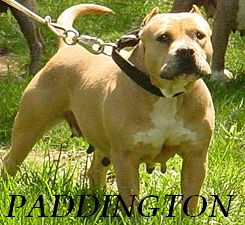 GR CH RAZORS EDGE SADEYS PADDINGTON